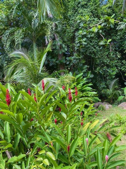 Villa Coco Caraibes Deshaies Extérieur photo
